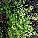 adiantum capillus-veneris